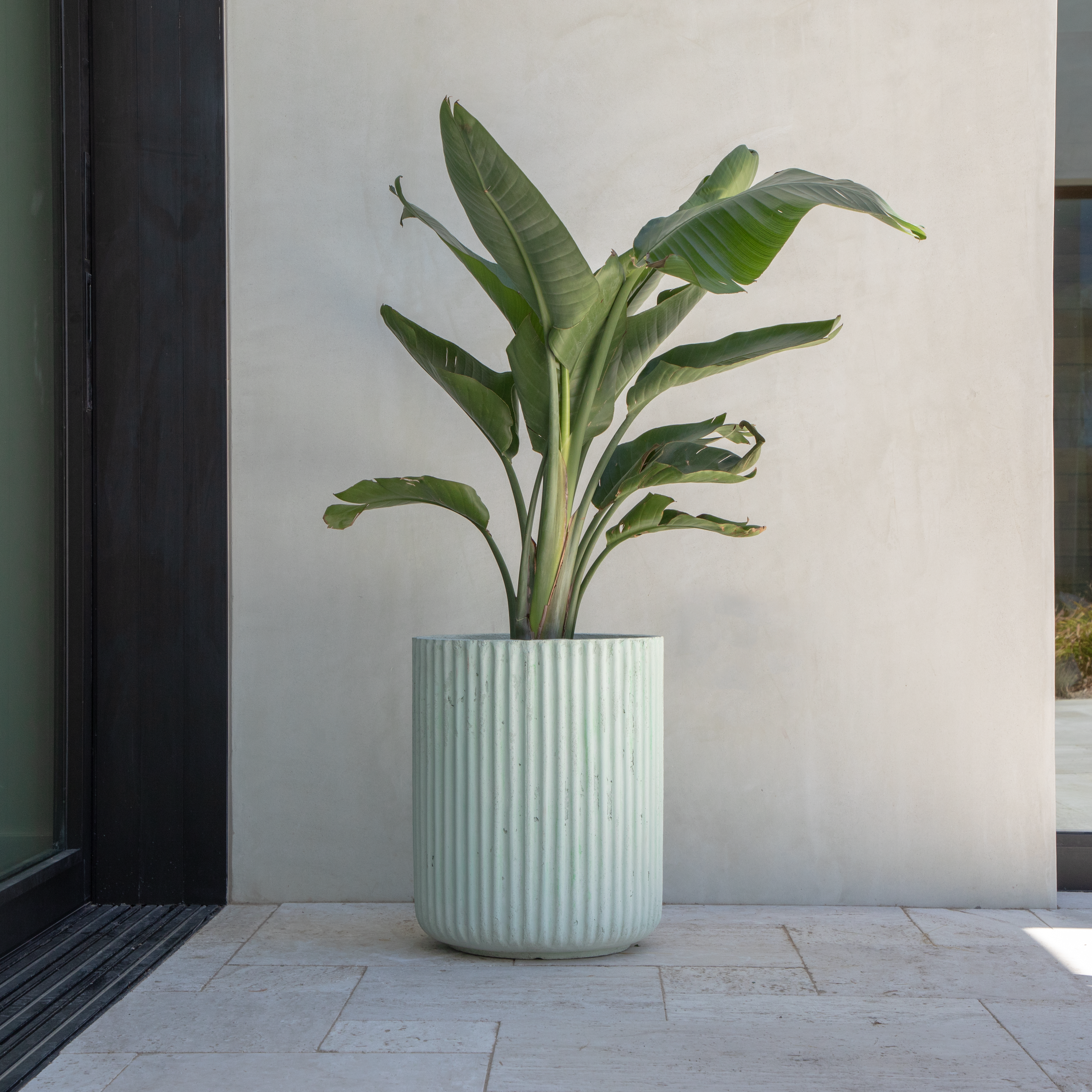 Plant in a pot