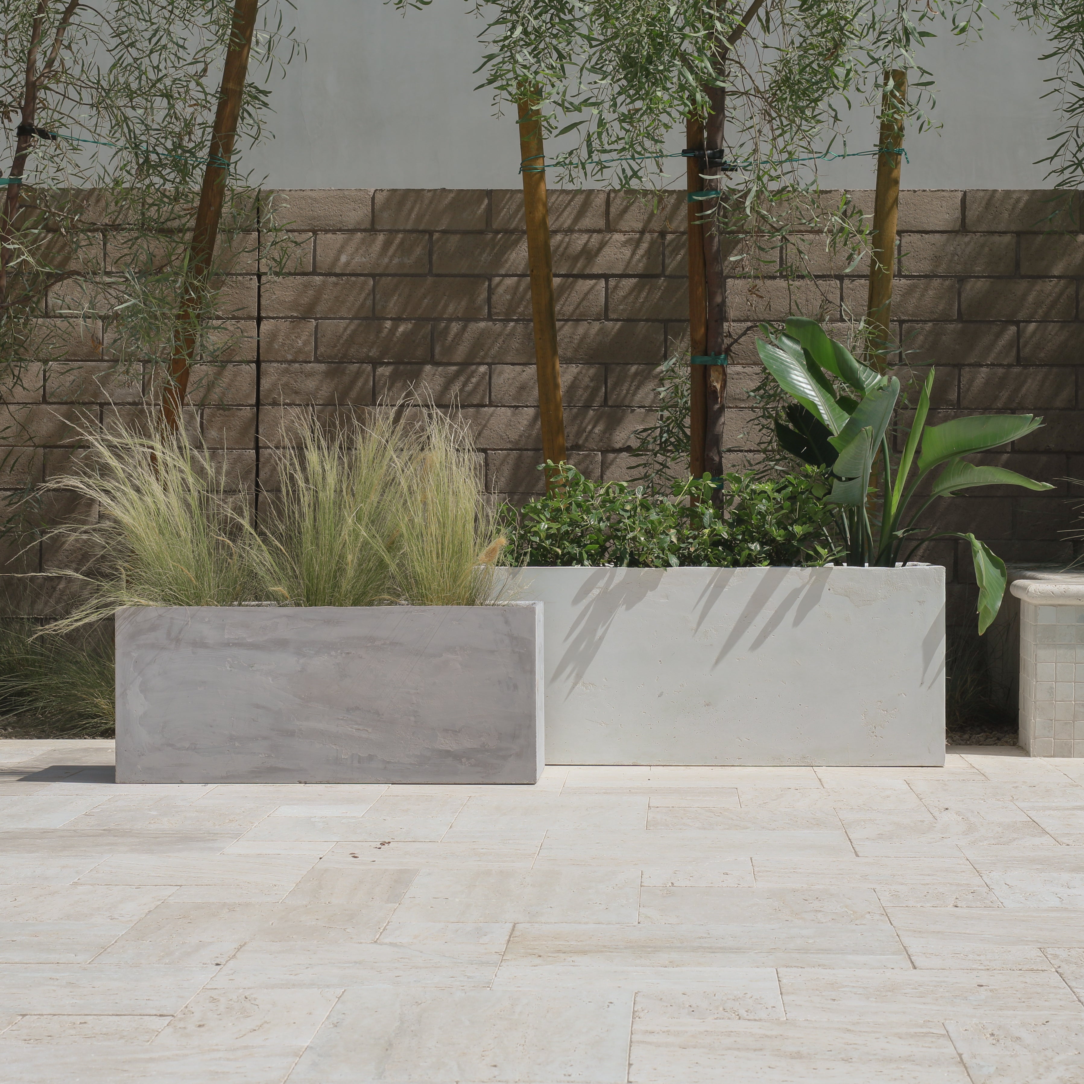 Sequoia -